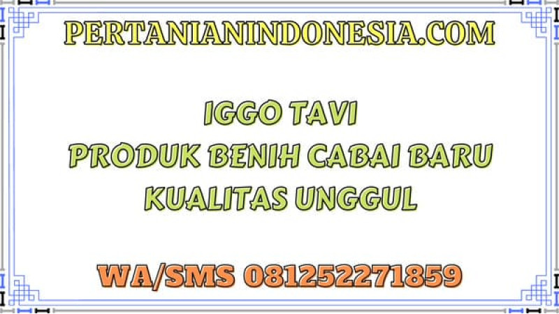 Iggo Tavi Produk Benih Cabai Baru Kualitas Unggul