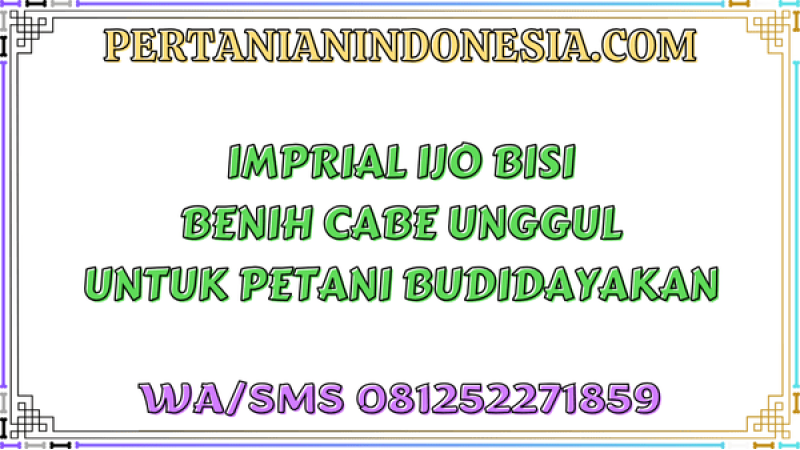 Imperial Ijo Bisi Benih Cabe Unggul Untuk Petani Budidayakan
