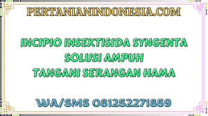 Incipio Insektisida Syngenta Solusi Ampuh Tangani Serangan Hama