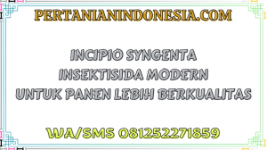 Incipio Syngenta Insektisida Modern Untuk Panen Lebih Berkualitas
