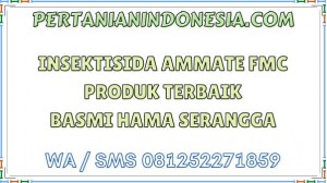Insektisida Ammate FMC Produk Terbaik Basmi Hama Serangga