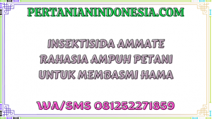 Insektisida Ammate Rahasia Ampuh Petani Untuk Membasmi Hama