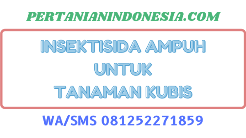 Insektisida Ampuh Untuk Tanaman Kubis