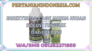 Insektisida Cabe Musim Hujan Solusi Terbaik Bagi Petani