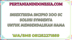 Insektisida Incipio 200 SC Solusi Syngenta Untuk Mengendalikan Hama