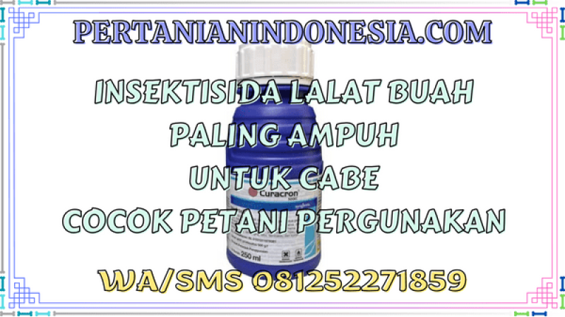 Insektisida Lalat Buah Paling Ampuh Untuk Cabe Cocok Petani Pergunakan