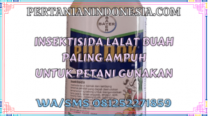 Insektisida Lalat Buah Paling Ampuh Untuk Petani Gunakan