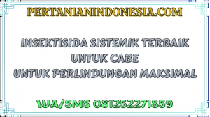 Insektisida Sistemik Terbaik Untuk Cabe Untuk Perlindungan Maksimal