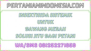 Insektisida Sistemik Untuk Ulat Bawang Merah Solusi Jitu Bagi Petani