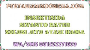 Insektisida Sivanto Bayer Solusi Jitu Atasi Hama