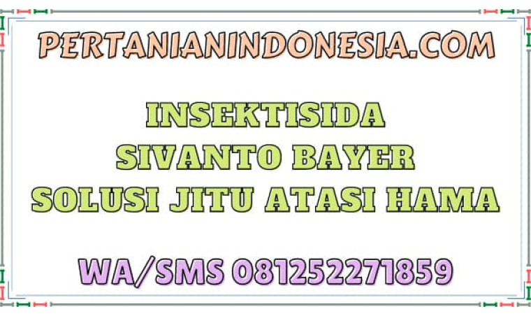 Insektisida Sivanto Bayer Solusi Jitu Atasi Hama