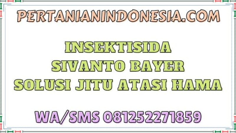 Insektisida Sivanto Bayer Solusi Jitu Atasi Hama