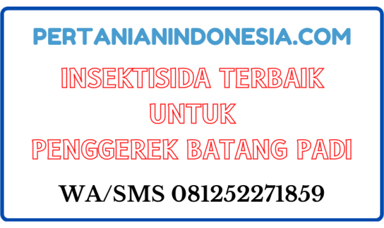 Insektisida Terbaik Untuk Penggerek Batang Padi