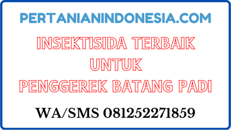 Insektisida Terbaik Untuk Penggerek Batang Padi