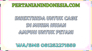Insektisida Untuk Cabe Di Musim Hujan Solusi Ampuh Untuk Petani