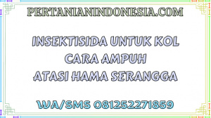 Insektisida Untuk Kol Cara Ampuh Atasi Hama Serangga