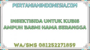 Insektisida Untuk Kubis Ampuh Basmi Hama Serangga
