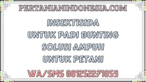 Insektisida Untuk Padi Bunting Solusi Ampuh Untuk Petani