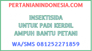Insektisida Untuk Padi Kerdil Ampuh Bantu Petani