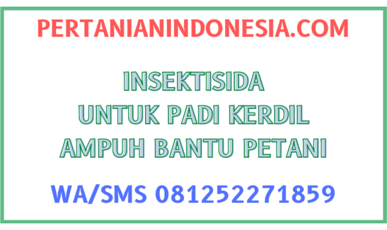 Insektisida Untuk Padi Kerdil Ampuh Bantu Petani