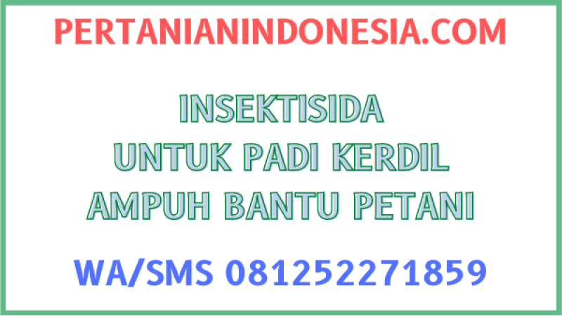 Insektisida Untuk Padi Kerdil Ampuh Bantu Petani
