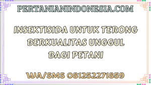 Insektisida Untuk Terong Berkualitas Unggul Bagi Petani
