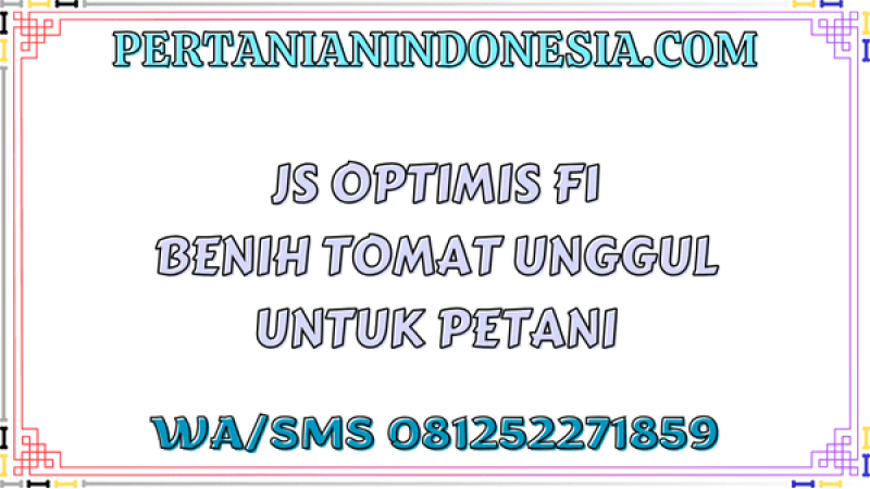 JS Optimis F1 Benih Tomat Unggul Untuk Petani
