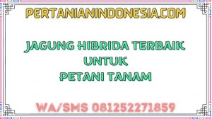 Jagung Hibrida Terbaik Untuk Petani Tanam