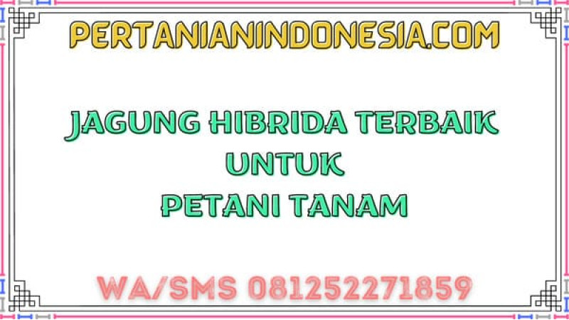 Jagung Hibrida Terbaik Untuk Petani Tanam