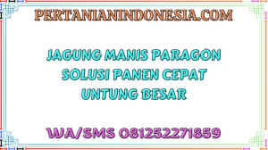 Jagung Manis Paragon Solusi Panen Cepat Untung Besar