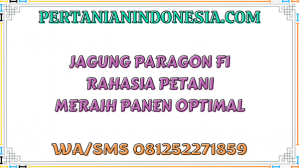 Jagung Paragon F1 Rahasia Petani Meraih Panen Optimal