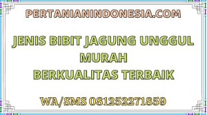 Jenis Bibit Jagung Unggul Murah Berkualitas Terbaik