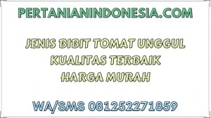 Jenis Bibit Tomat Unggul Kualitas Terbaik Harga Murah