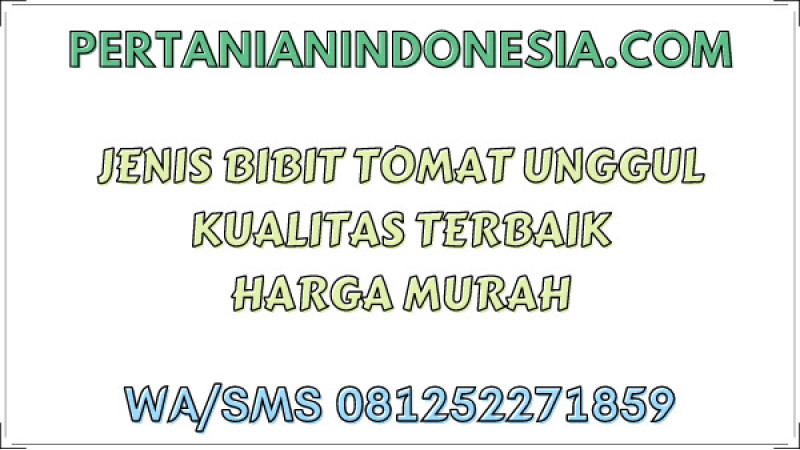 Jenis Bibit Tomat Unggul Kualitas Terbaik Harga Murah