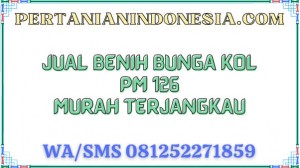 Jual Benih Bunga Kol PM 126 Murah Terjangkau
