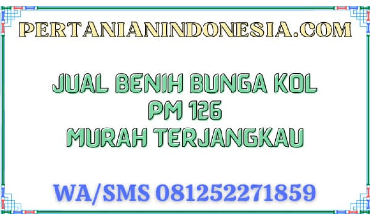 Jual Benih Bunga Kol PM 126 Murah Terjangkau