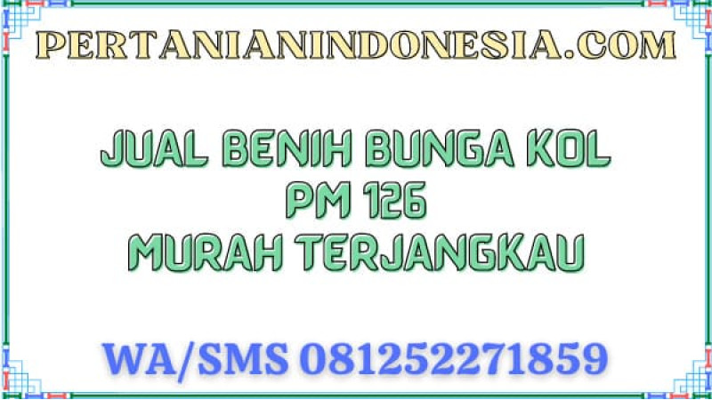 Jual Benih Bunga Kol PM 126 Murah Terjangkau