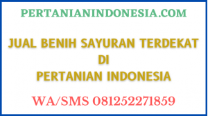 Jual Benih Sayuran Terdekat Di Pertanian Indonesia