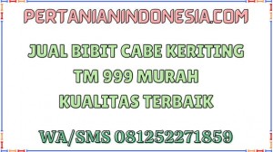 Jual Bibit Cabe Keriting TM 999 Murah Kualitas Terbaik