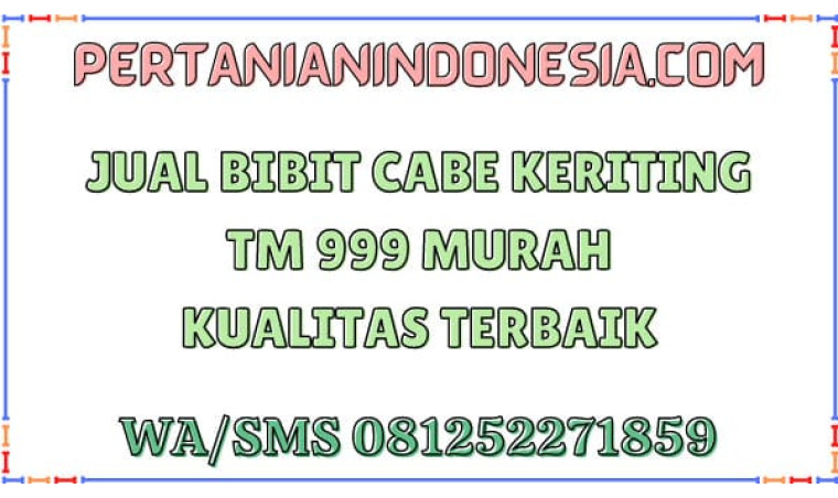 Jual Bibit Cabe Keriting TM 999 Murah Kualitas Terbaik