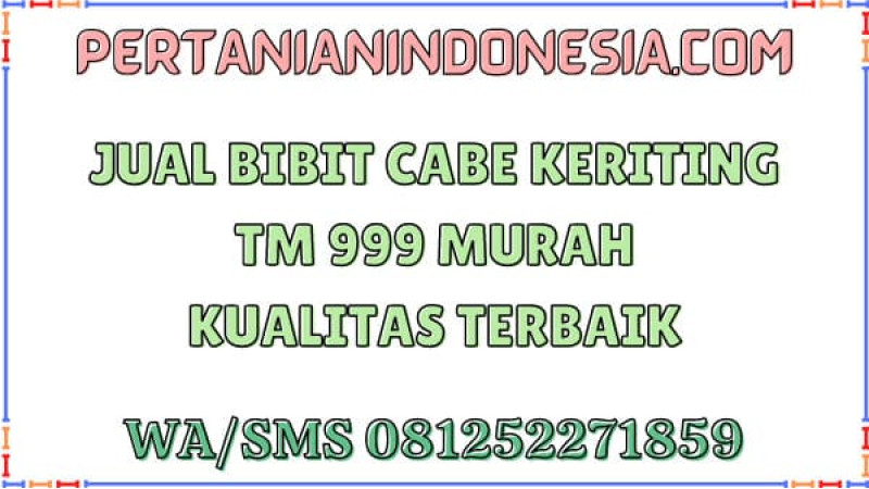 Jual Bibit Cabe Keriting TM 999 Murah Kualitas Terbaik