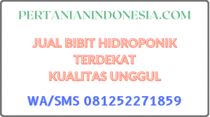 Jual Bibit Hidroponik Terdekat Kualitas Unggul