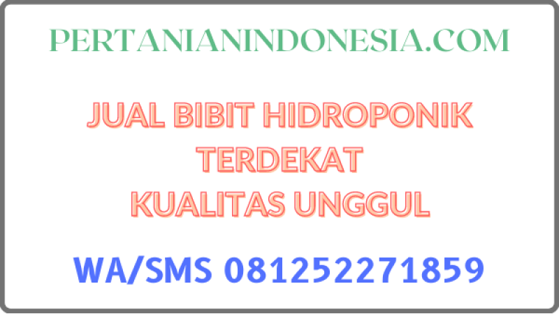 Jual Bibit Hidroponik Terdekat Kualitas Unggul