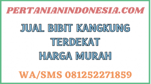 Jual Bibit Kangkung Terdekat Harga Murah