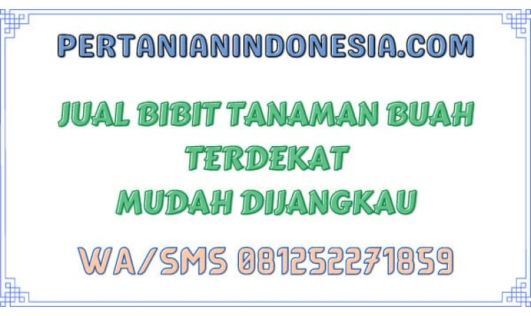 Jual Bibit Tanaman Buah Terdekat Mudah Dijangkau
