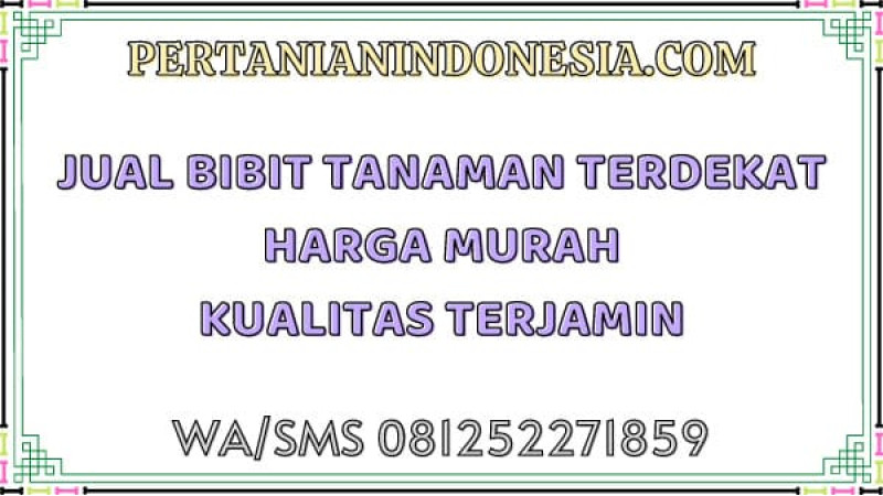 Jual Bibit Tanaman Terdekat Harga Murah Kualitas Terjamin