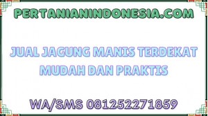 Jual Jagung Manis Terdekat Mudah Dan Praktis