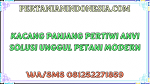 Kacang Panjang Pertiwi Anvi Solusi Unggul Petani Modern