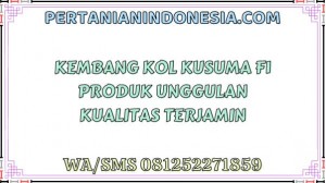 Kembang Kol Kusuma F1 Produk Unggulan Kualitas Terjamin