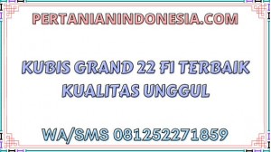 Kubis Grand 22 F1 Terbaik Kualitas Unggul